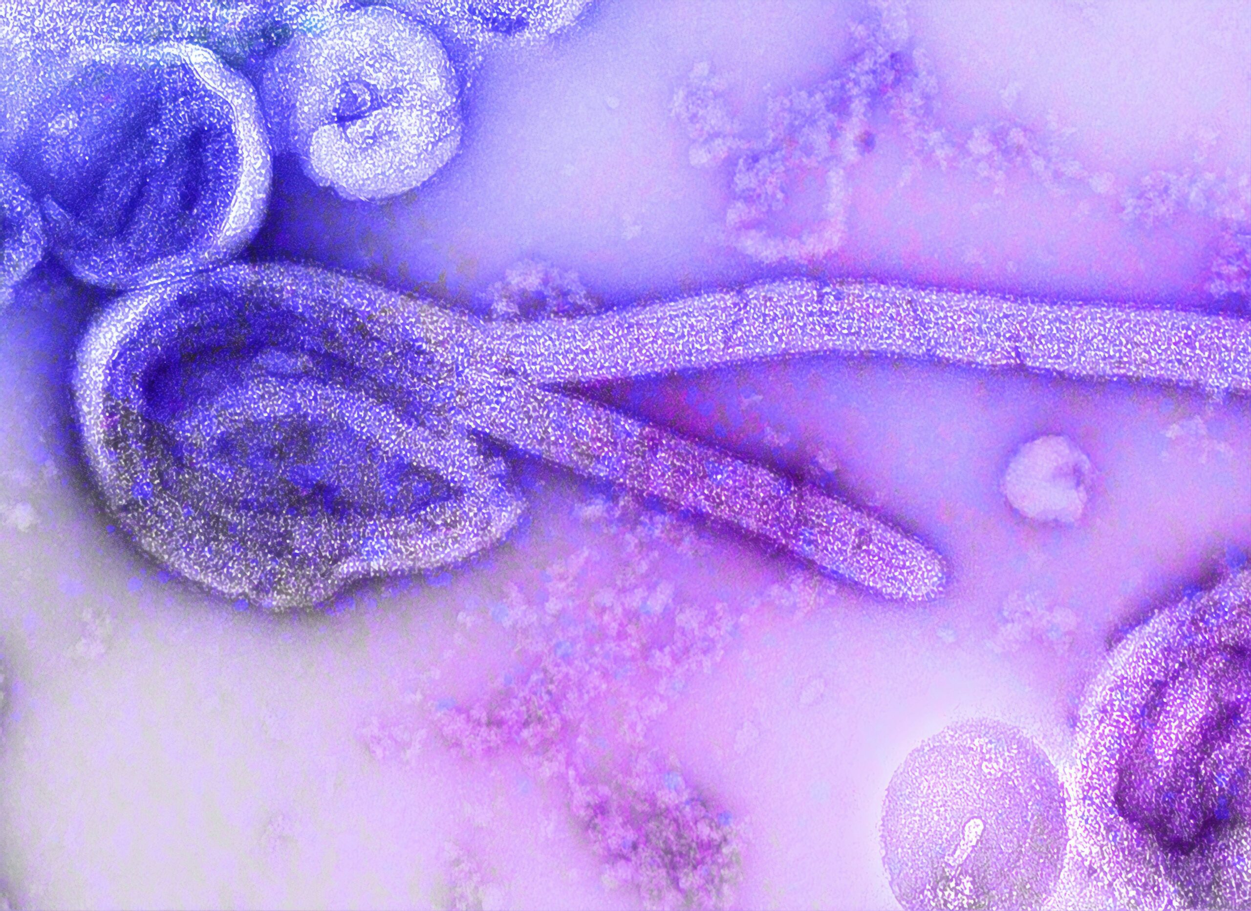 Parasite Detoxification